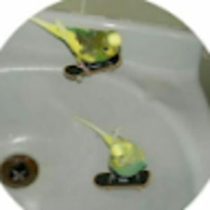 Meet your Posher, Jupiter